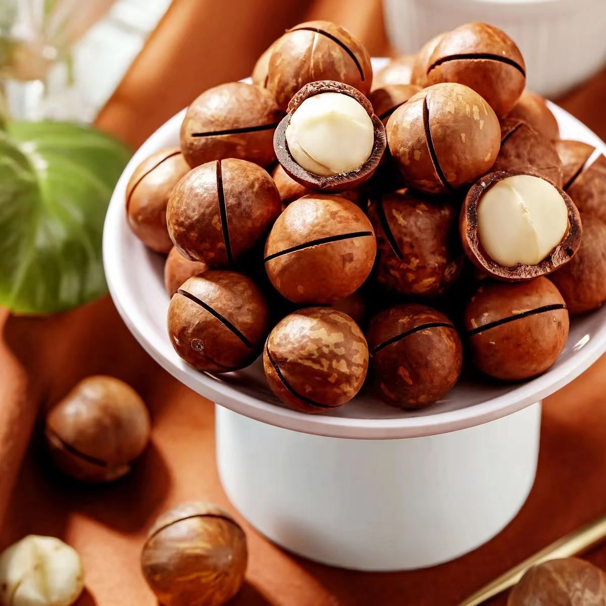 Roasted Macadamia Nuts with shell