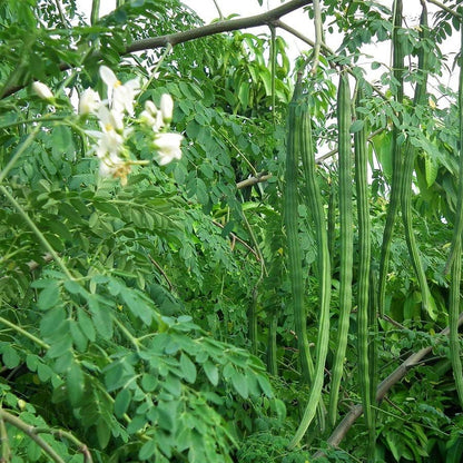 Moringa Powder | Fine Green Powder | Perfect for Drinks, Smoothies & Cooking
