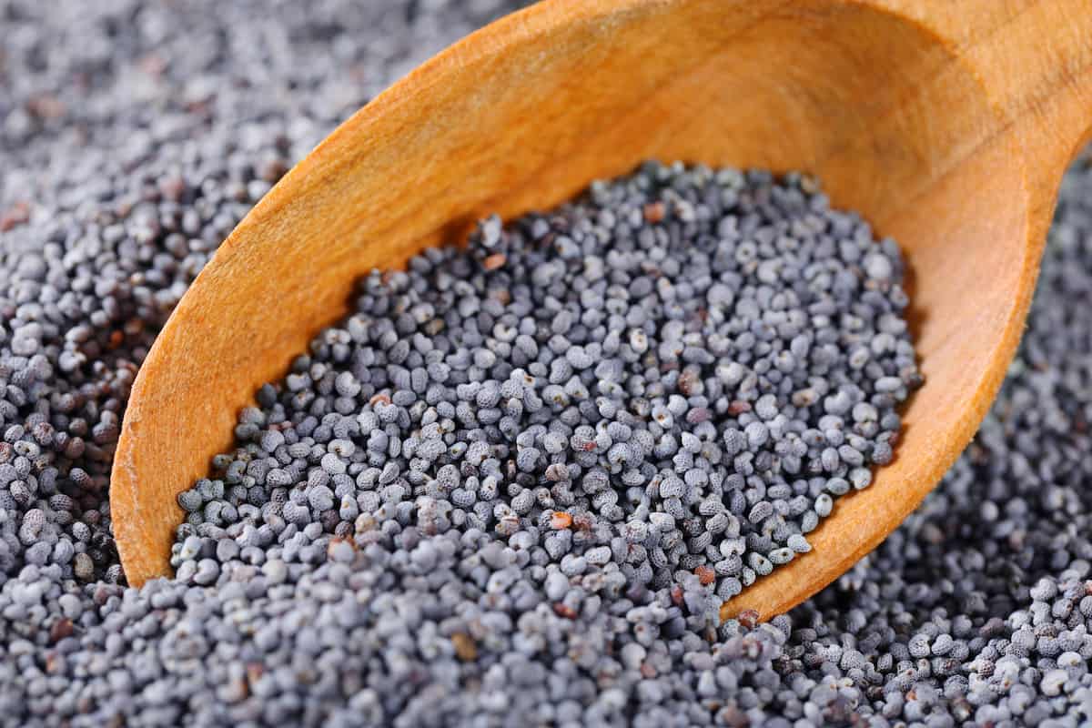 Blue Poppy Seeds