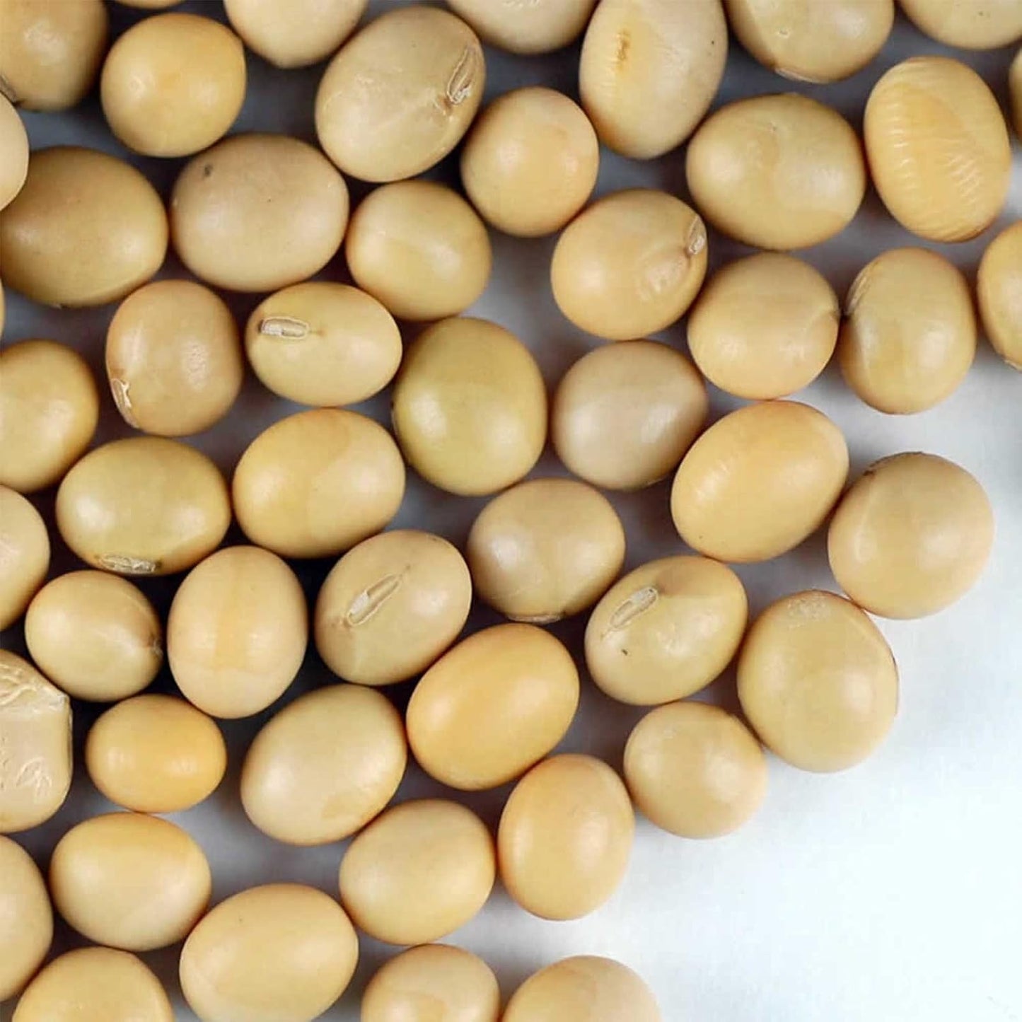 Yellow Soy Beans, 1kg Perfect for Tofu, Soy Milk, and Plant-Based Recipes