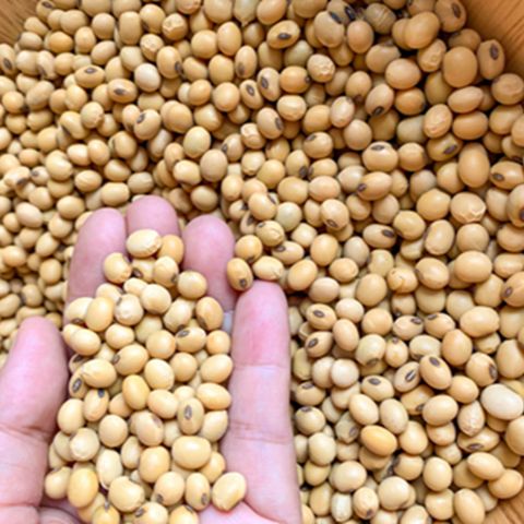 Yellow Soybeans, 1kg Perfect for Tofu, Soy Milk, and Plant-Based Recipes