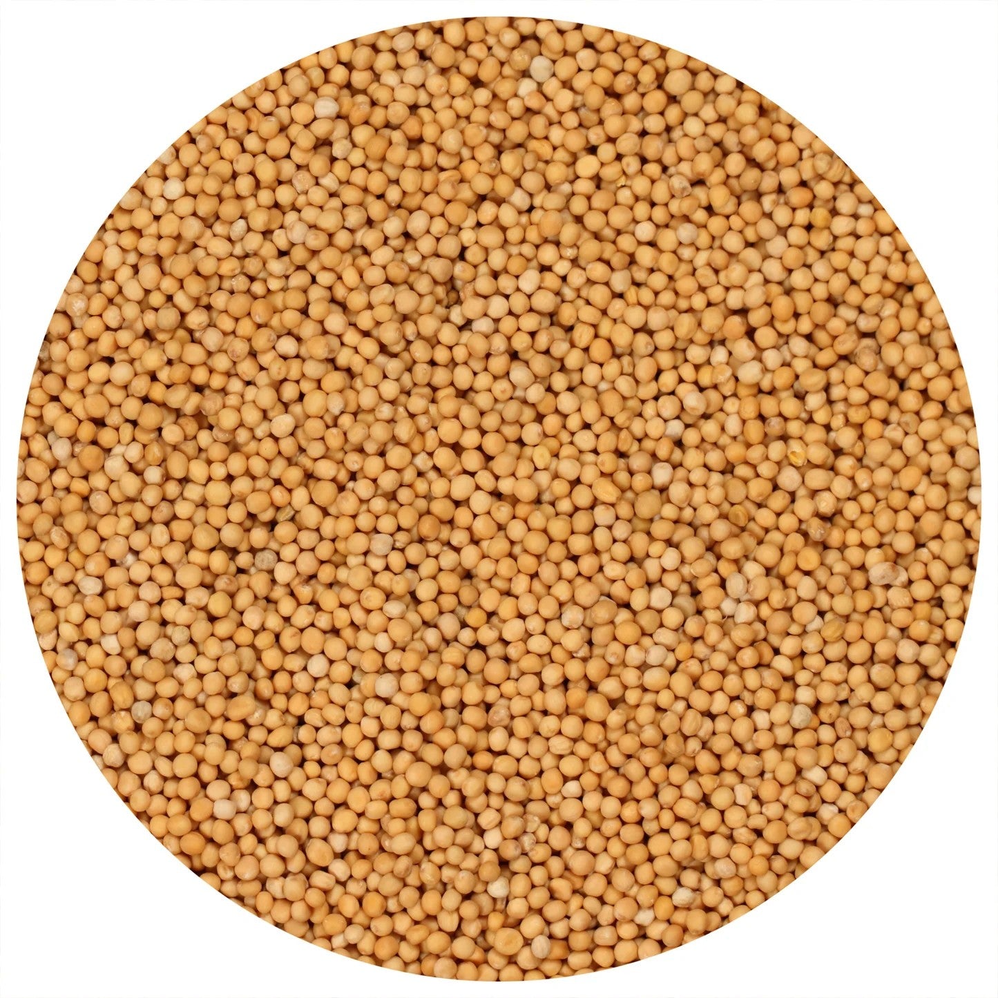 Yellow Mustard Seed 50g | Premium Whole Mustard Seeds | Mild, Tangy Flavor | Perfect for Pickling, Sauces & Seasoning