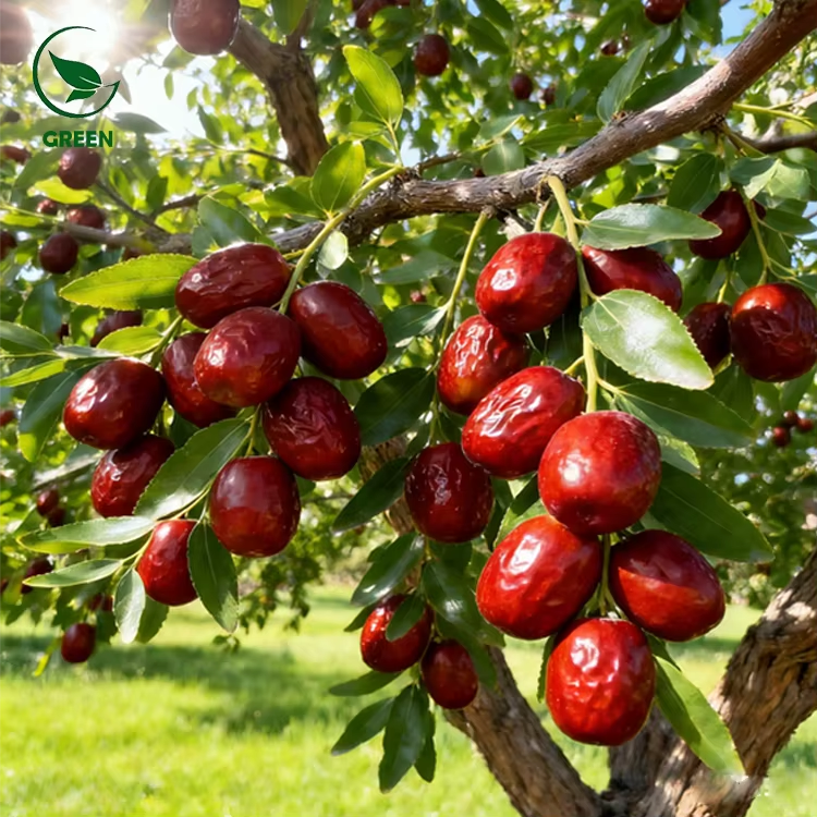 Red Jujube 500g – Premium Chinese Red Dates | Naturally Sweet Dried Fruit for Tea, Soup & Snacks