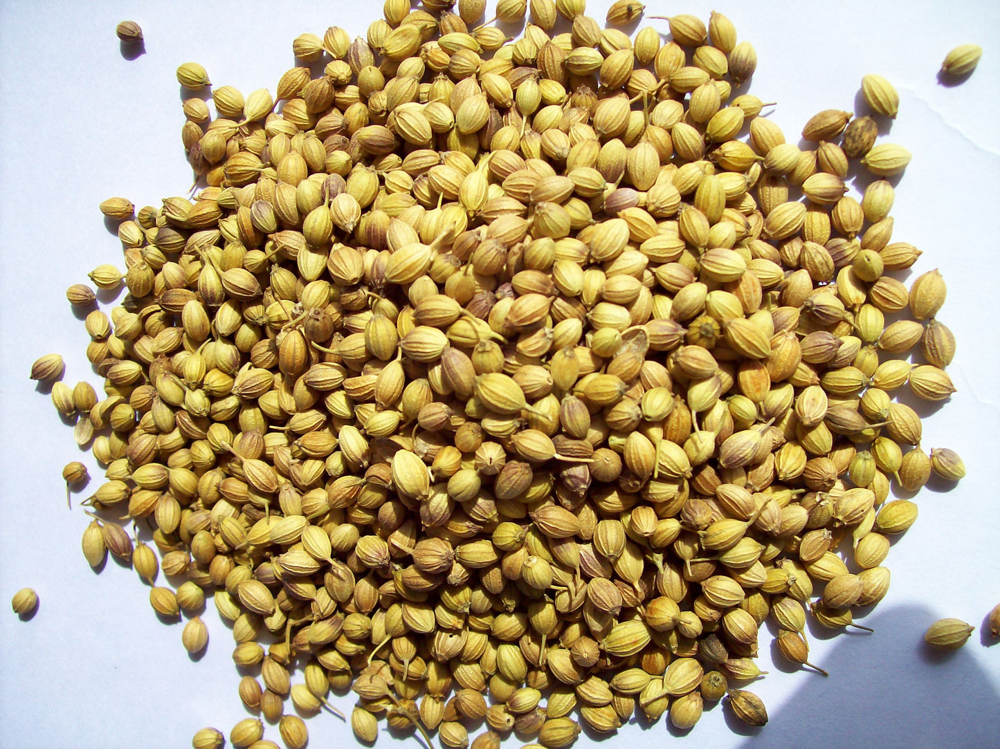 Coriander seeds